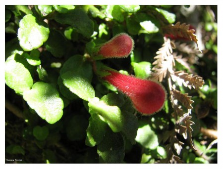 Nacimiento de un copihue